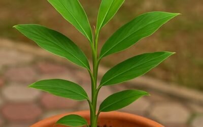 घर पर आसानी से उगाएं इलायची का पौधा