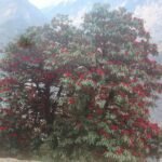 बुरांस के फूल और उनका पारंपरिक उपयोग