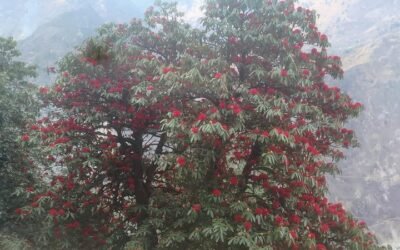 बुरांस के फूल और इसके लाभ Rhododendron arboreum