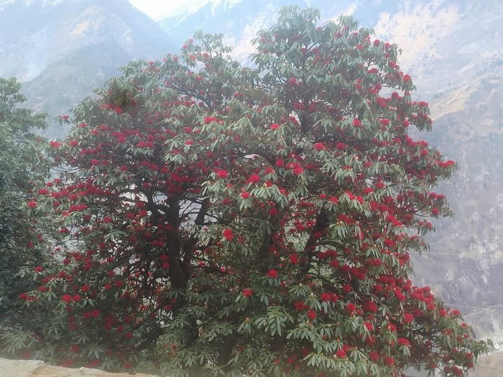 Rhododendron arboreum